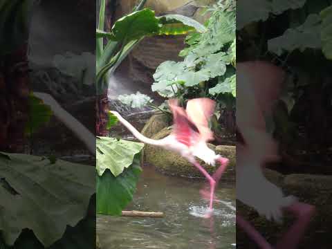 shorts  フラミンゴ　那須どうぶつ王国 サムネイル