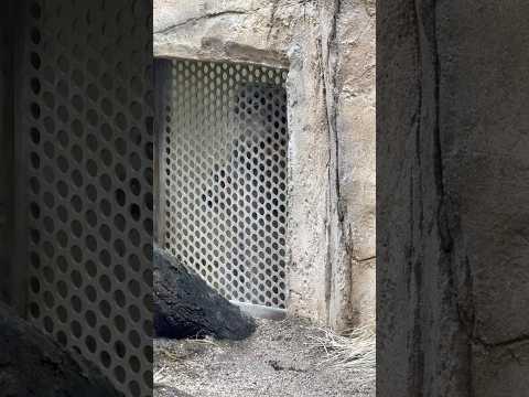 shorts (バックヤードの)アブちゃん アミアミにペッタンしてる？☺️ マヌルネコ　那須どうぶつ王国にて　2026… サムネイル