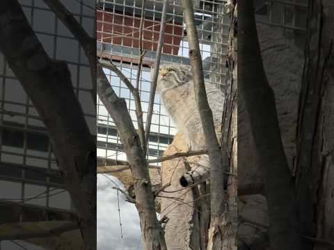 shorts 登るナゴムくん　那須どうぶつ王国にて　2026年2月1日 サムネイル