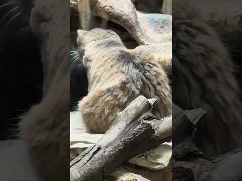 statue プリームラちゃん 小屋の上に！！　マヌルネコ　上野動物園にて　2026年2月6日 サムネイル