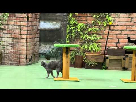 ワカバちゃん！なかなか見れない猫によるショー ザ・キャッツ　那須どうぶつ王国にて　2026年2月1日 サムネイル