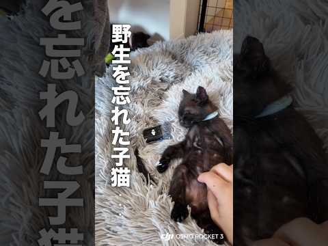子猫を保護して2週間...完全に野生を忘れましたww【保護猫】ShotOnOsmo DJIPocket3