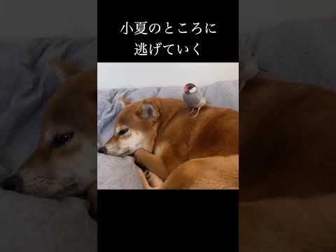 小夏のところに逃げていく