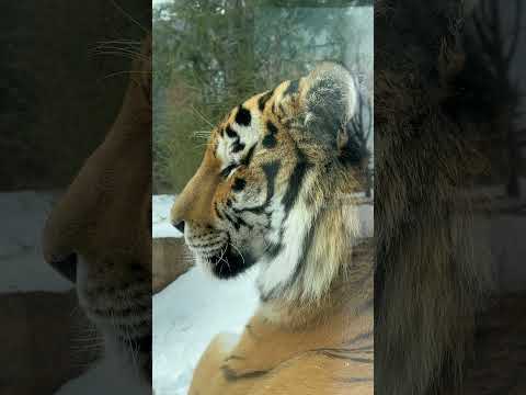 shorts アムールトラ🐯の令くん　那須どうぶつ王国　2026年1月30日 サムネイル