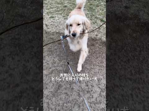 枝や石の収集癖はゴルならではなのでしょうか？小さい枝なら家まで持って帰ることはあるのですが、大きいのは途中で落としても… サムネイル