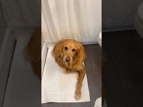 coming home to my golden retriever😍retreiver dog puppy gold… サムネイル