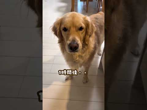 全然仕事にならん… ゴールデンレトリバー 大型犬のいる生活 goldenretreiver 大型犬と子供