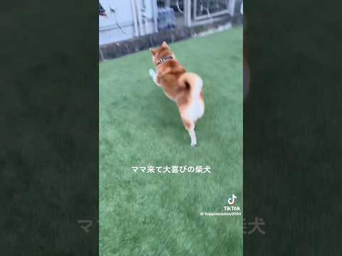 柴犬福 母来て大喜びの柴犬🤣Mother's boy🤣【懐かし動画】shorts japanesedog 柴犬 shi… サムネイル