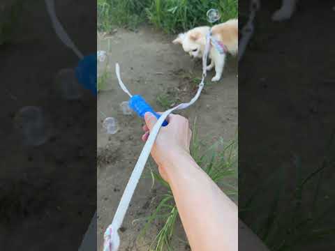 興味なさすぎる！！シャボン玉で遊ぶ飼い主と愛犬のチワワの様子 サムネイル