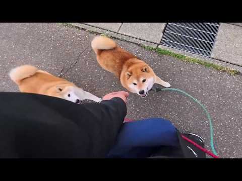イタズラしながら愉快にお散歩しています