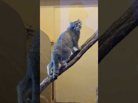 shorts 飼育員さん来た気がする〜っとオトちゃん　マヌルネコ　埼玉県こども動物自然公園にて　2026年5月31日 サムネイル