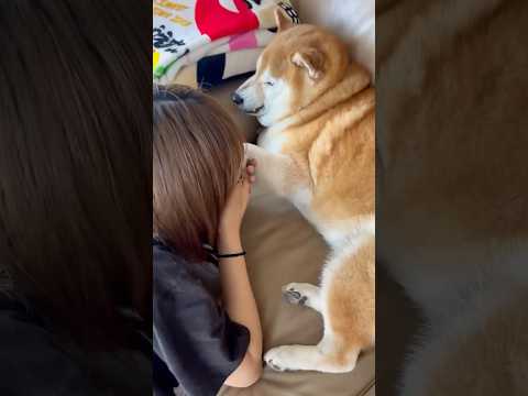 柴犬福 姉に肉球チェックされブチギレ柴犬🤣Sis and Shiba🤣姉と柴 shorts japanesedog 柴… サムネイル