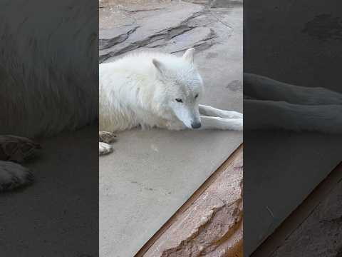 ガラス面にシンラさん❣️ ホッキョクオオカミ　那須どうぶつ王国　2026年4月24日 サムネイル