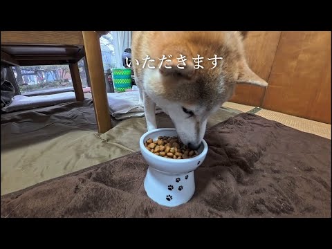 2026年1月23日(金) モモさんがモリモリ朝ごはんを食べるだけの動画 サムネイル