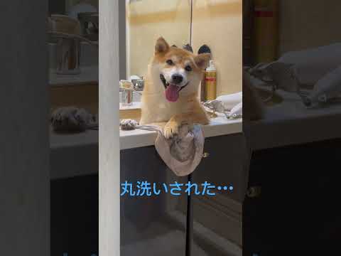 丸洗いされた栗太郎🌰✨　shorts  柴犬 サムネイル