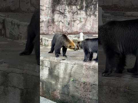 shorts 鼻チュウ⁈ エゾヒグマのお松ちゃんお浜ちゃん　浜松市動物園にて　2026年4月5日 サムネイル