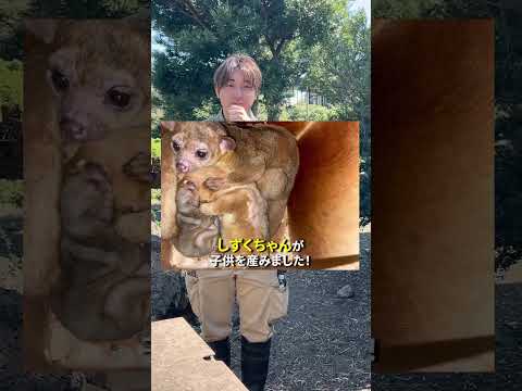 キンカジューの赤ちゃんが誕生👶 サムネイル