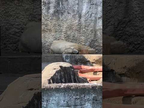 shorts 有難うバフィンさん　ホッキョクグマ　浜松市動物園　2026年3月15日撮影 サムネイル