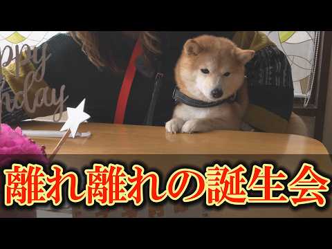 兄弟犬と離れ、レストランへ。初めての経験に緊張する柴犬・・・ サムネイル