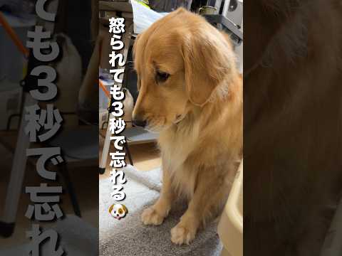 怒られても3秒後には忘れちゃう犬...【ゴールデンレトリバー・ボーダーコリー】#shorts サムネイル