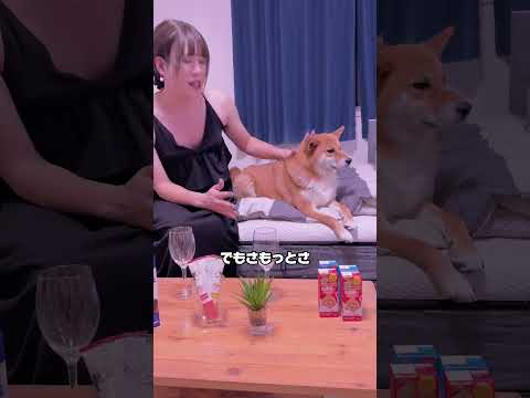 本日は悩み事があるようで... 柴犬 shorts サムネイル
