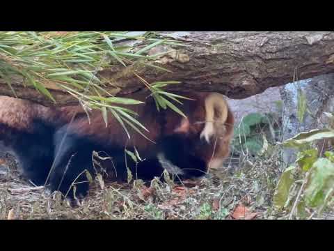 カキカキしているのは ジジ大おじいちゃま☺️ レッサーパンダ　那須どうぶつ王国にて　2025年11月29日 サムネイル