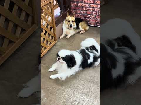 shorts ハナマルくん　狆　那須どうぶつ王国　IMG 7968 サムネイル