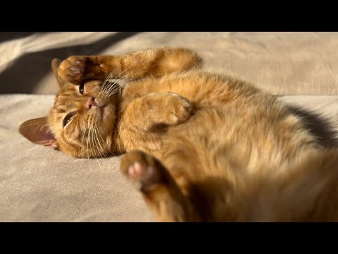 自分の名前が「月」だと気づき始めたるな　Luna Is Starting to Know Her Name サムネイル