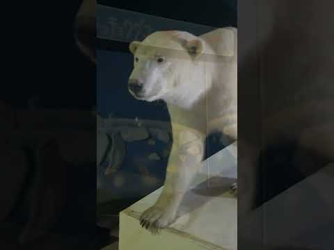 【旭山動物園】ほっきょくぐま館🐻‍❄️[Asahiyama Zoo] Polar Bear Museum　shorts サムネイル