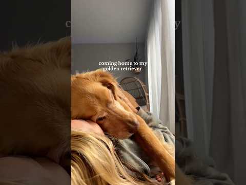 dog-tor coby to rescue🛟goldenpup puppy goldenpupppy dogbree… サムネイル