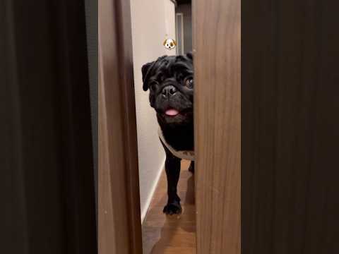 cute dog dog doggie pug cutedog パグ healing 癒し puglife dogli… サムネイル