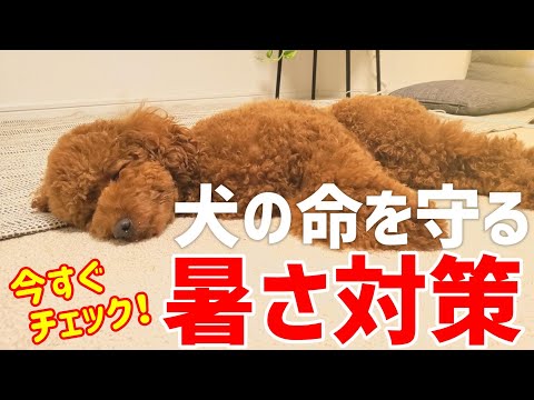【夏の犬死亡率No1】知らないと命取り！犬の暑さ対策と熱中症予防 サムネイル
