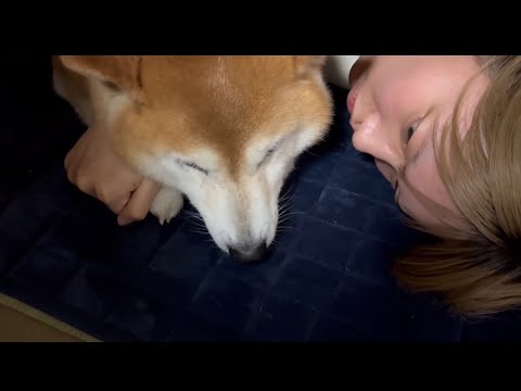 柴犬福 目が爛々としている姉と鼻筋滑り台の柴犬🤣Sister and Shiba🤣 サムネイル