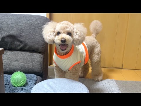新入りのおもちゃにハマりすぎる大きいトイプードル 【デカプー】【トイプードルのロアくん】【toy poodle】 サムネイル