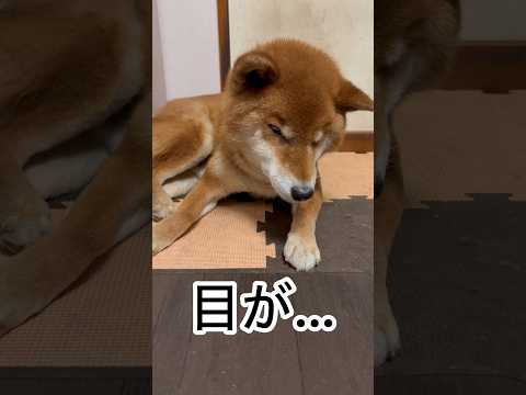 ’25.12.17 力丸の寝落ち…ひさびさ〜！ #柴犬 #shibainu #柴犬のいる暮らし #柴犬の日常 #眠い犬… サムネイル