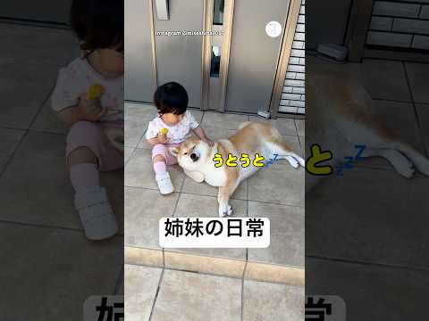 姉妹の日常、ヨシヨシでうとうとする柴犬　柴犬　犬　子供 姉妹　かわいい サムネイル