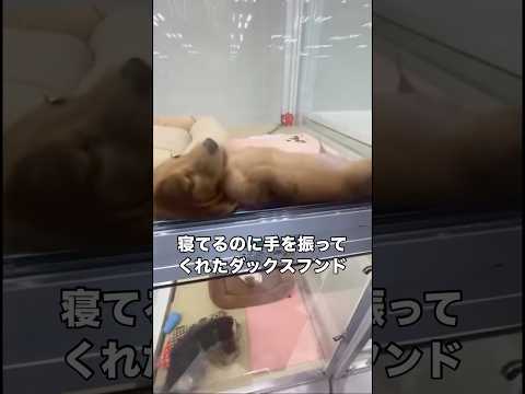 先住犬とそっくりすぎる。寝てるのに手を振ってくれた。 ダックスフンド ミニチュアダックスフンド ダックス ヘソ天 サムネイル