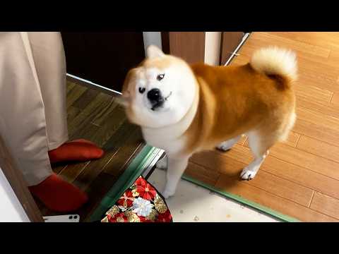 出張から帰ったお母さんの気配を察知し、とにかく全力でプシュプシュお出迎えする柴犬 サムネイル