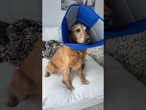 coming home to my golden retriever🥵goldenretreivers dog pup… サムネイル