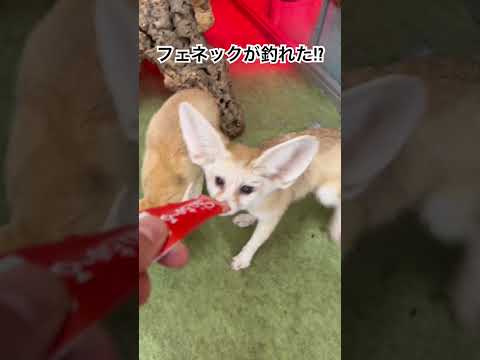 ちゅーるに食らいつくフェネック夫婦♫動物 フェネック animal サムネイル