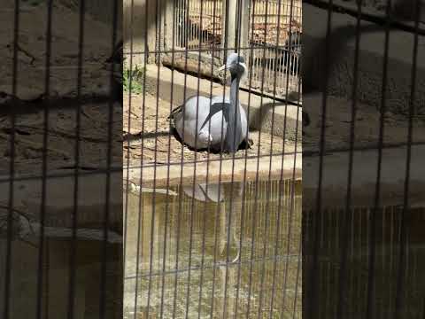 shorts 退院しました〜☺️ アネハヅルさん　東山動植物園にて　2026年3月14日