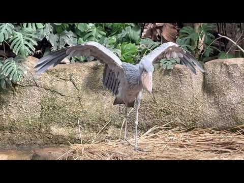 ボンゴくんは久しぶりのハシビロコウの筈だが、周りの水鳥たちは「特に〜」な感じ😅　那須どうぶつ王国にて　2026年3月2… サムネイル