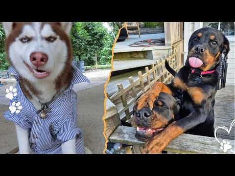 4 Weird Dog Behaviors and What They Really Mean サムネイル