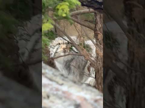 shorts 様子を伺うナゴムくん　マヌルネコ　那須どうぶつ王国にて　2026年1月2日 サムネイル