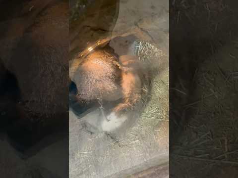 shorts 押さえ込み⁈ ウッドチャック　那須どうぶつ王国にて　2026年2月1日 サムネイル