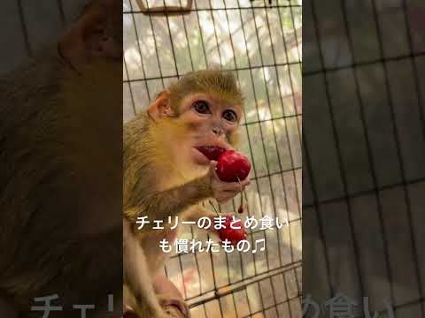 くるみおばあちゃんのチェリー3個食い♫動物 猿 動物園 サムネイル