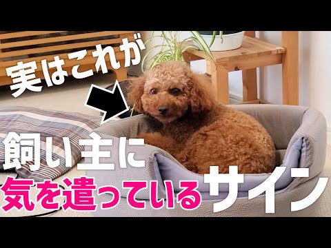 【飼い主必見】犬が気を遣う時に見せる仕草 サムネイル