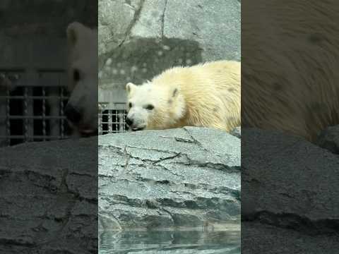 shorts   ホッキョクグマの仔 モモ太くん　　　男鹿水族館GAOにて　2026年5月22日 サムネイル