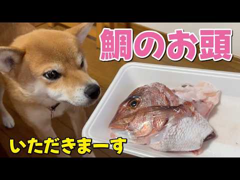 【柴犬小夏】コラーゲンたっぷり！鯛のお頭を骨ごといただきます　圧力調理　ASMR サムネイル