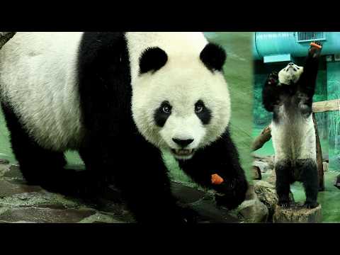 圓仔穩穩抓下紅蘿蔔不落地,漂亮扣殺蘿蔔,吃竹葉喬位子好可愛|Giant Panda Yuan Zai,圆仔,貓熊,大貓… サムネイル